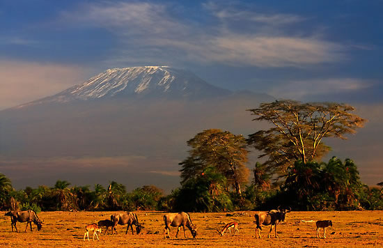 Wildebeest and Mount Kilimanjaro - Amboseli